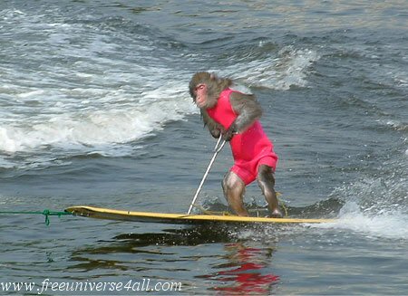 http://www.universdugratuit.com/elements/images/animaux/animauxvpv011.jpg