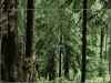 Ewoks
